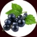 Black currant