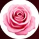 Bulgarian rose