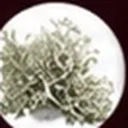 Oakmoss