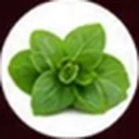 Oregano
