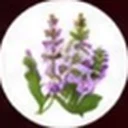 Sage