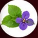 Violet leaf